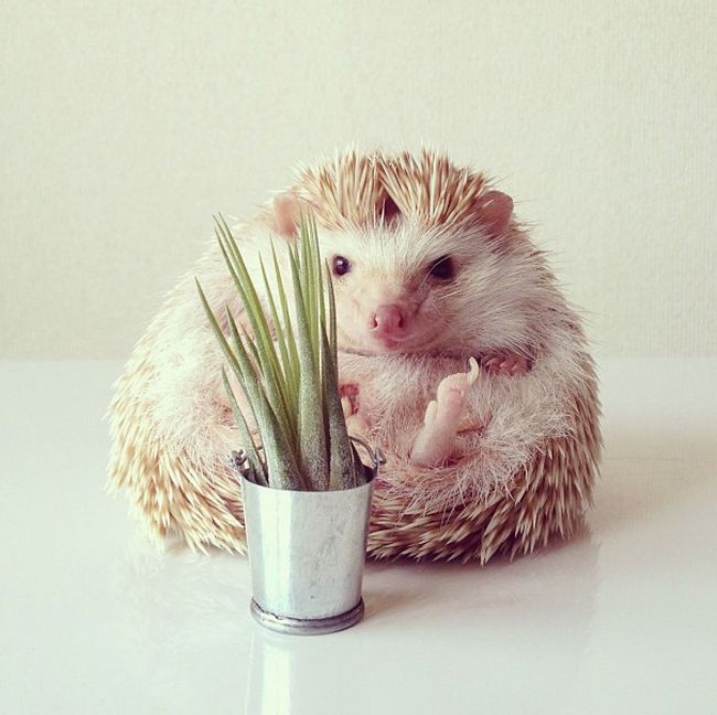 darcy the cute hedgehog