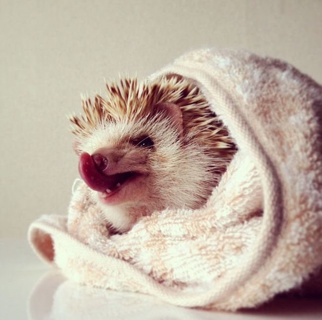 darcy the cute hedgehog