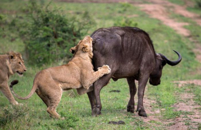 lioness against a buffalo with friends