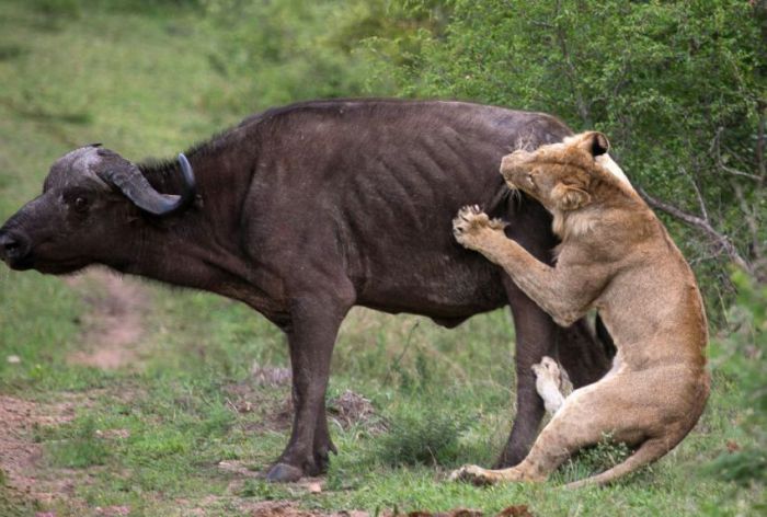 lioness against a buffalo with friends