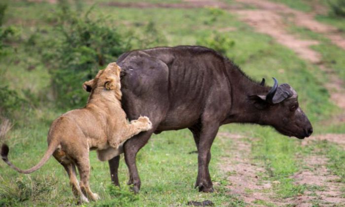 lioness against a buffalo with friends
