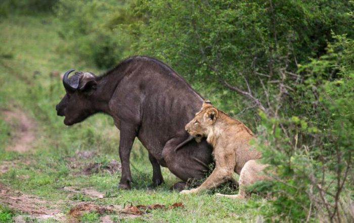 lioness against a buffalo with friends