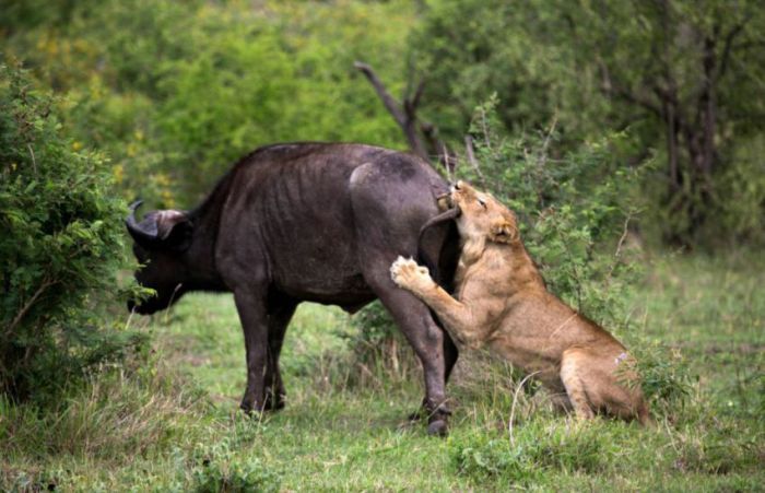 lioness against a buffalo with friends