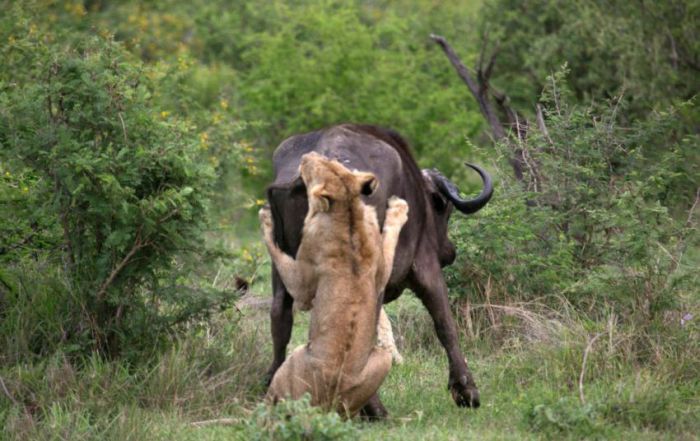 lioness against a buffalo with friends