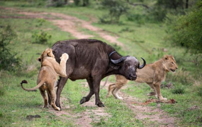 lioness against a buffalo with friends