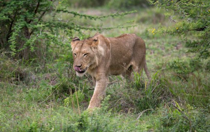 lioness against a buffalo with friends