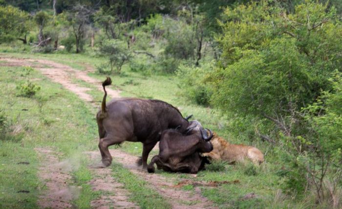 lioness against a buffalo with friends