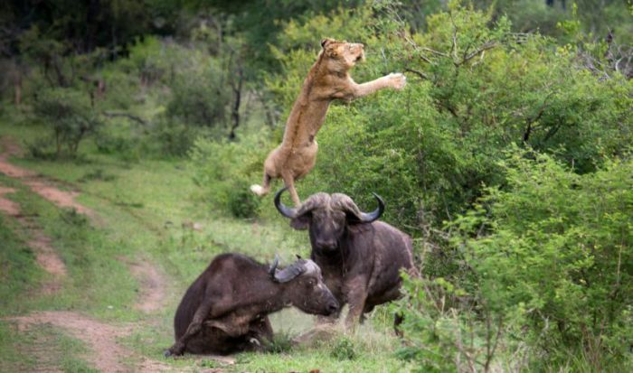 lioness against a buffalo with friends