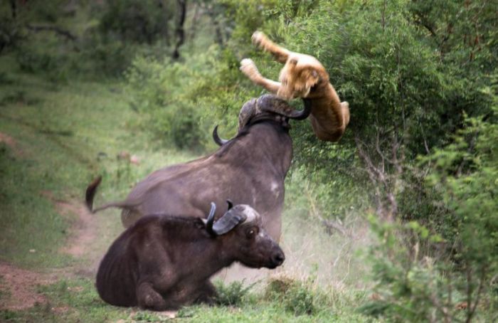 lioness against a buffalo with friends