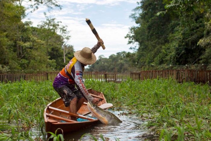 Arapaima fishing, Amazon River, Brazil