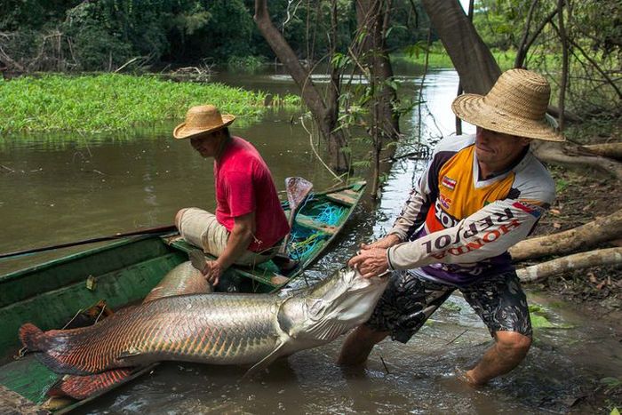 Arapaima fishing, Amazon River, Brazil