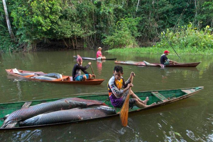 Arapaima fishing, Amazon River, Brazil