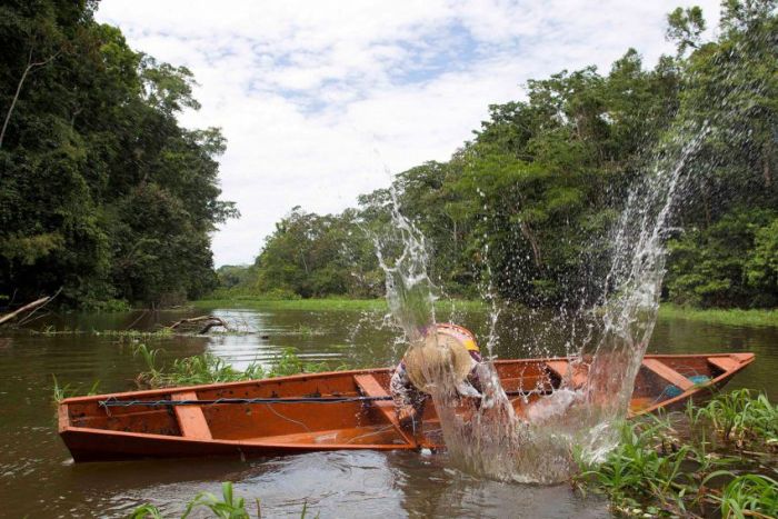 Arapaima fishing, Amazon River, Brazil