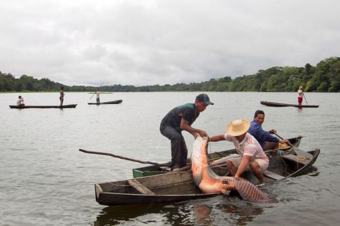 Arapaima fishing, Amazon River, Brazil