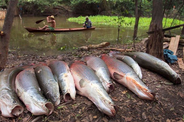 Arapaima fishing, Amazon River, Brazil