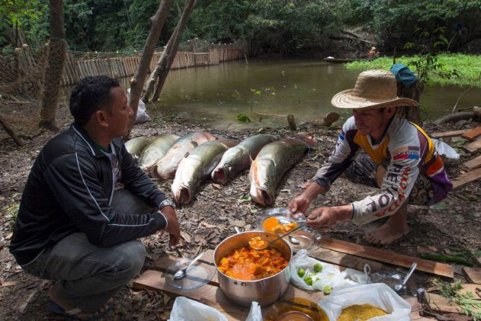 Arapaima fishing, Amazon River, Brazil