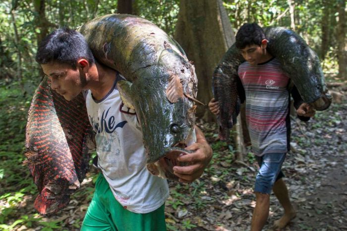 Arapaima fishing, Amazon River, Brazil