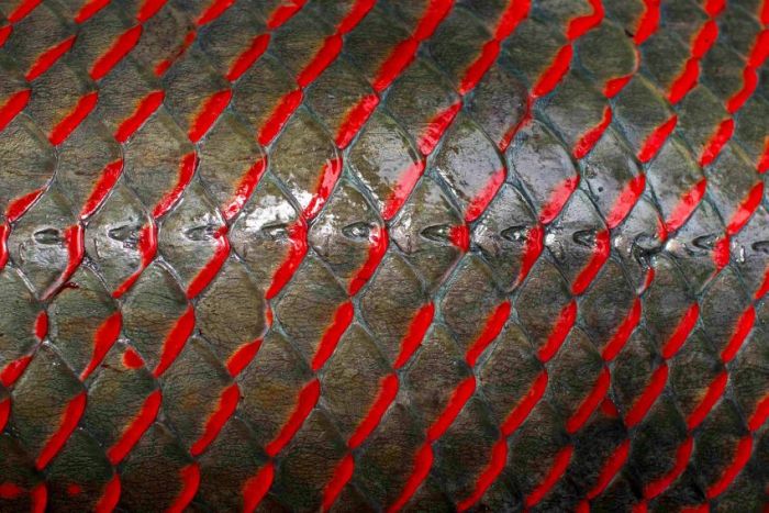 Arapaima fishing, Amazon River, Brazil