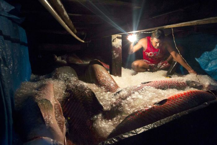 Arapaima fishing, Amazon River, Brazil