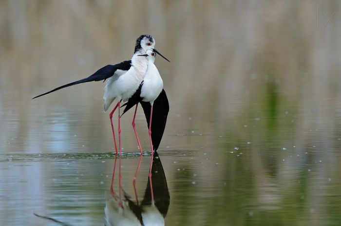 bird photography