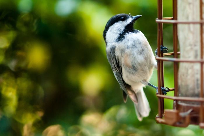 bird photography