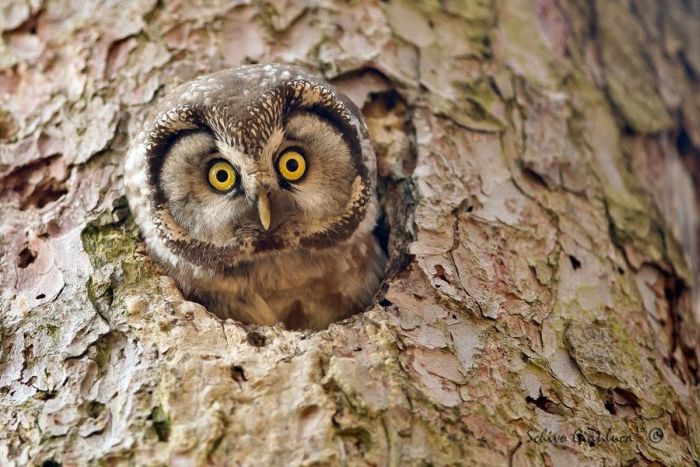 bird photography