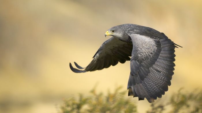 bird photography