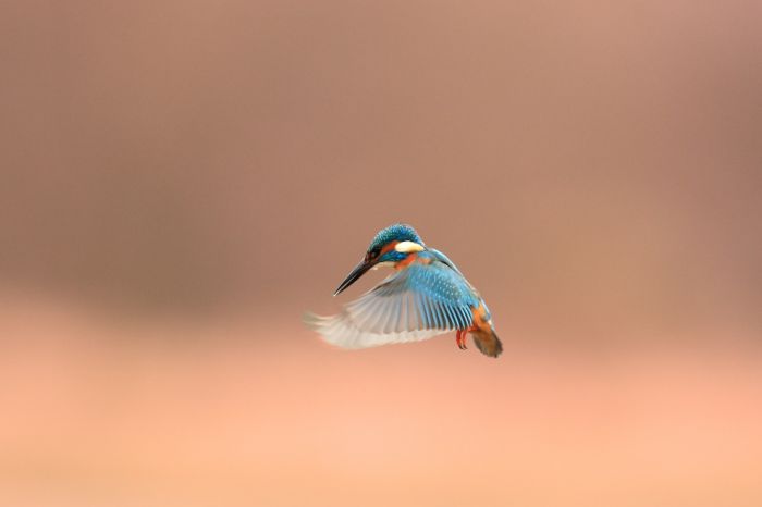 bird photography