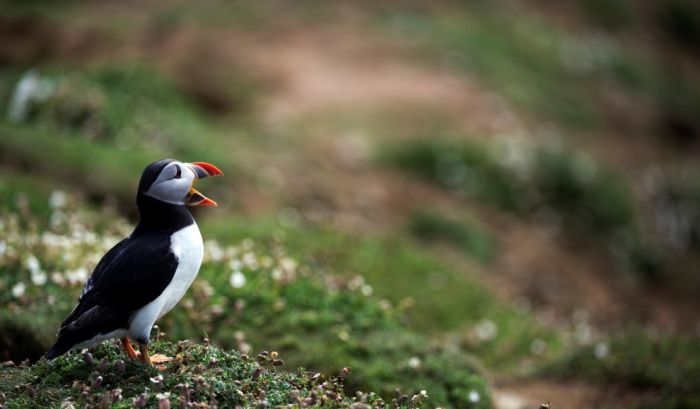 bird photography