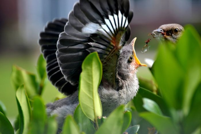 bird photography