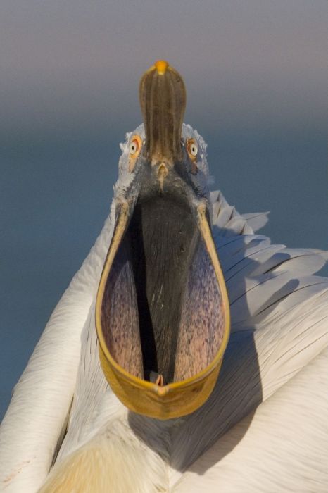 bird photography