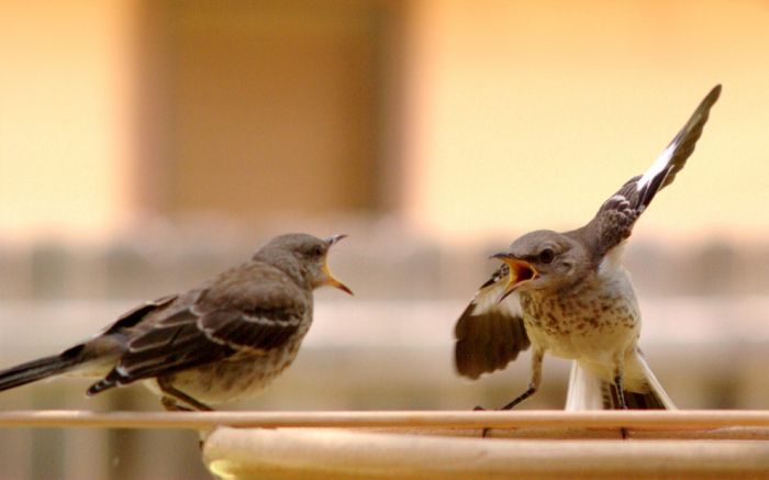 bird photography