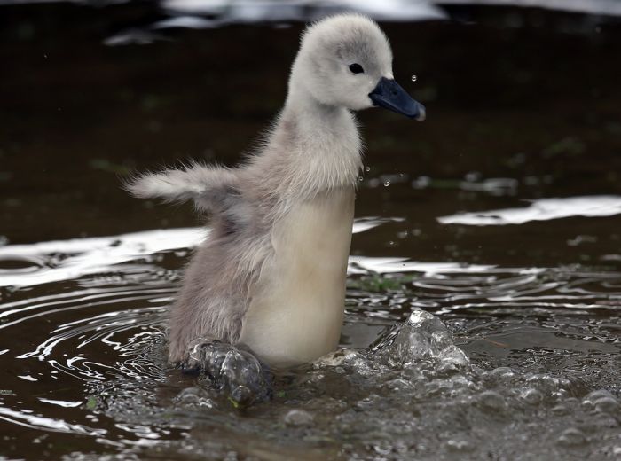 cute baby pet animal