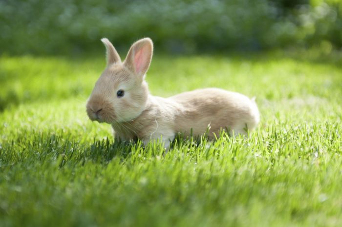 cute baby pet animal