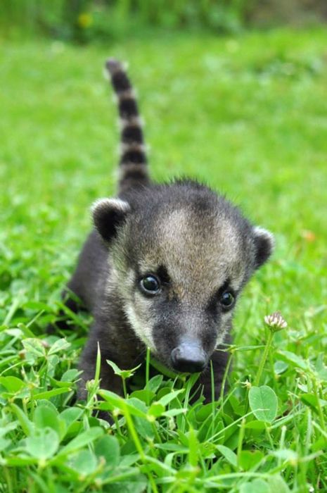 cute baby pet animal