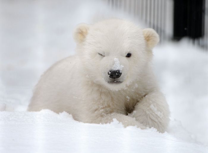 cute baby pet animal