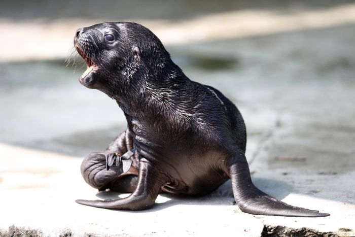 cute baby pet animal