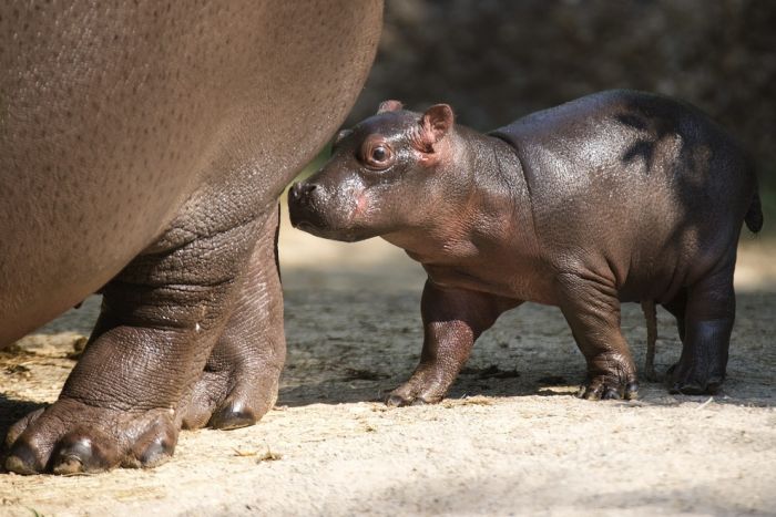 cute baby pet animal