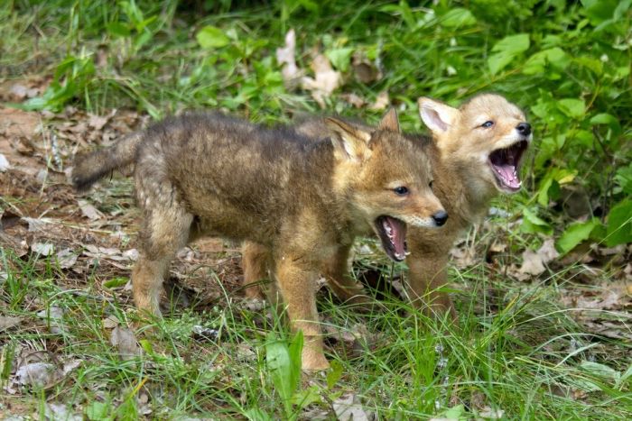 cute baby pet animal