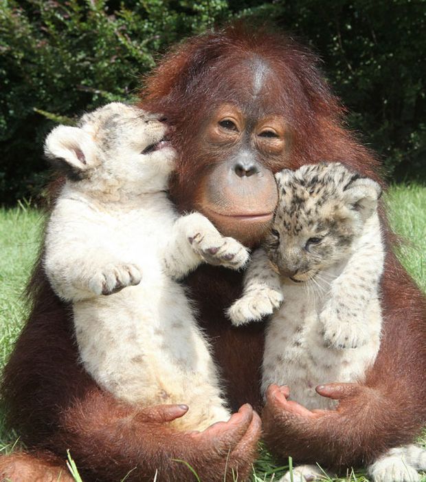 two lion cubs with monkey