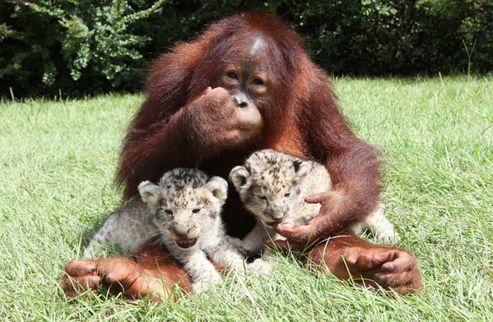 two lion cubs with monkey