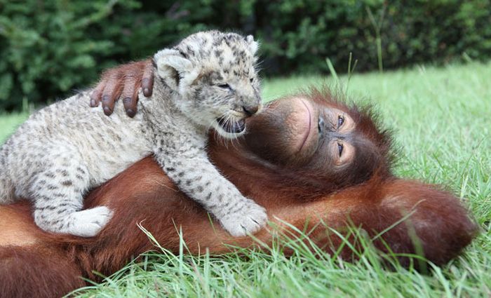 two lion cubs with monkey