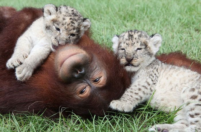 two lion cubs with monkey