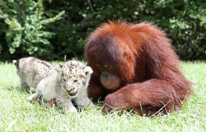 two lion cubs with monkey
