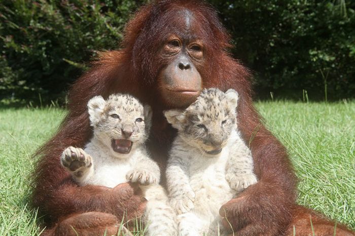 two lion cubs with monkey