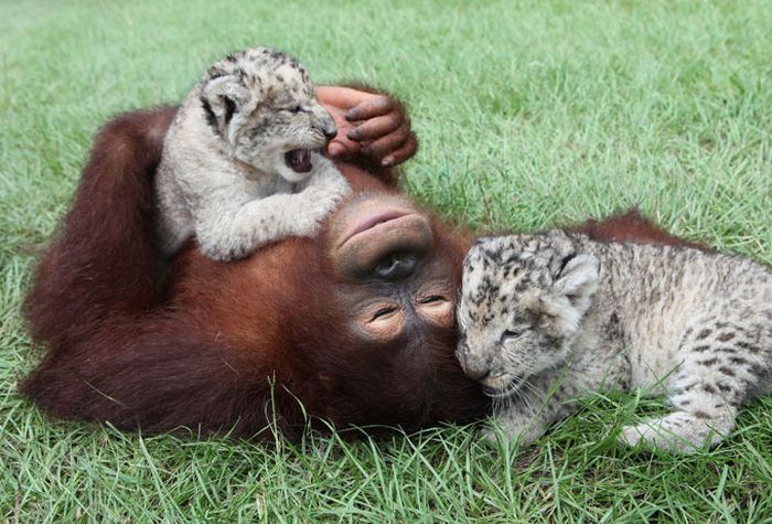 two lion cubs with monkey