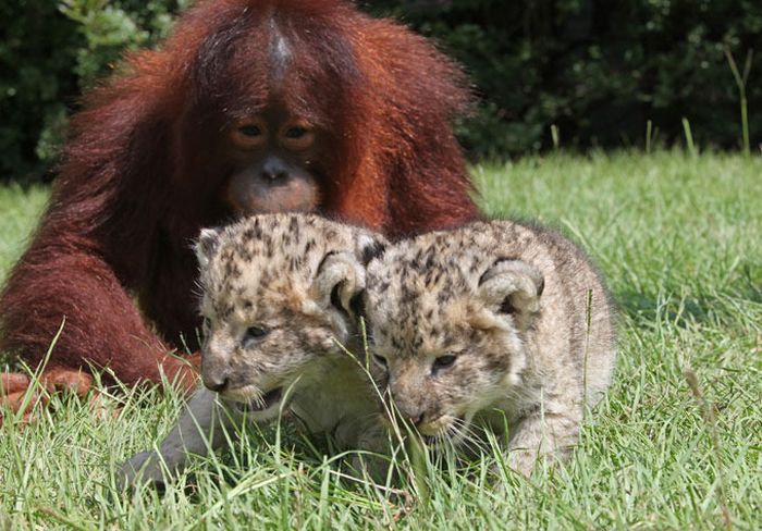 two lion cubs with monkey