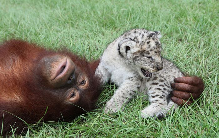 two lion cubs with monkey