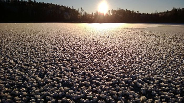 frost flowers