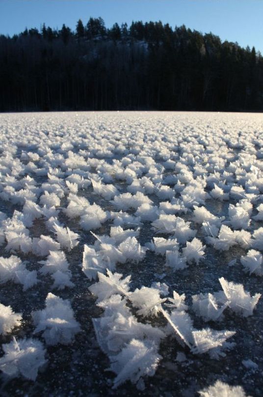 frost flowers